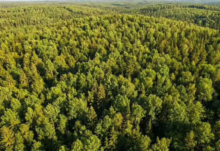 Forest seen from above – a symbol of sustainable promotional bags
